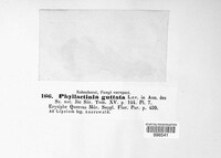 Phyllactinia guttata image
